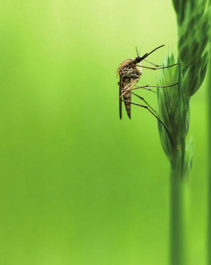 Konec komárů a klíšťat v Čechách a na Moravě Pro ty, kteří je ještě neznáte, seznamte se s PREDATORY Sortiment lékárny: PREDATOR (DEET 160 g/kg (16 %), balení: 150 ml) vhodné pro děti od 2 let, doba