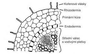 epidermis na povrchu nadzemních částí