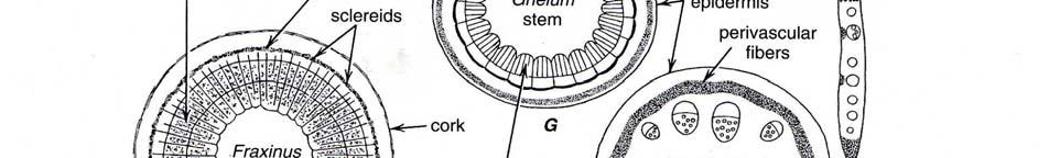 sklerenchym tvoří podélné pruhy pod pokožkou a na okrajích čepele F sekundárně