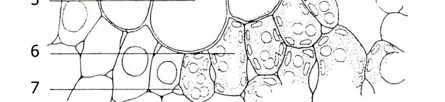 Parenchymatické buňky z mesofylu listu trav (u ovsa setého, Avena sativa) Nahoře příčný řez,1 kutikula,2 svěrací buňka, 3 vedlejší buňka, 4 podprůduchová mezibuněčná prostora, 5 ohýbací buňka, 6