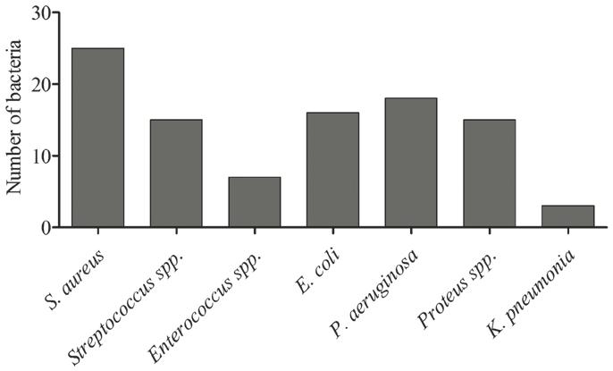 Figure 2. Microbiology of DFUs. Distribution of microbes isolated from DFU samples.