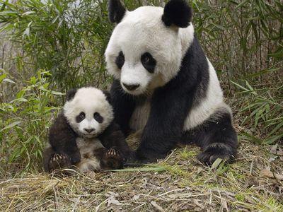 ns/8/82/giant_panda_tai_shan.