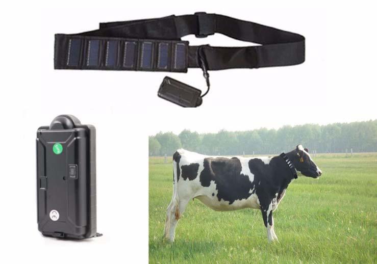 SMS farm security GPS cow tracker Sledovací GPS zařízení přizpůsobené pro monitoring pohybu zvířat na pastvině.