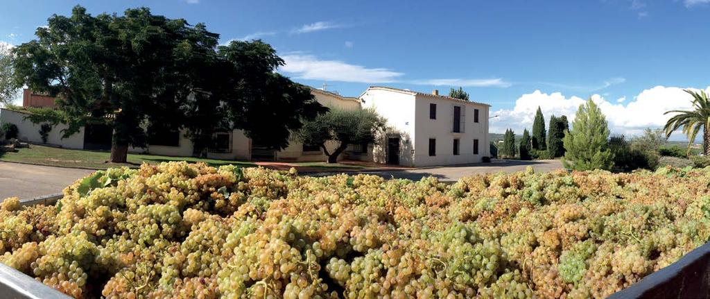 Vína v marketech ŘECKO Greek Wine Cellars Řecká společnost Kourtakis existuje již od roku 1895. Založil ji Vassili Kourtaki (1865-1946), který jako první v Řecku získal diplom v oboru enologie.