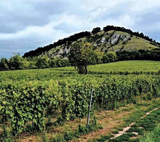 Ostatní vinice v katastru vina ské obce Klentnice jsou pak p edevším východn i severn orientované, mnohé polohy jsou díky neideálním podmínkám pro p stování révy neosázené.