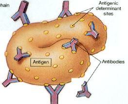 EPITOP antigenní determinant Lymfocyty svými receptory nerozpoznávají cizorodou antigenní částici jako celek, ale reagují jen na určité její struktury: Malá oblast molekuly