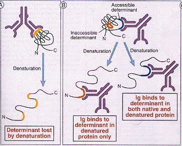 EPITOP antigenní determinant Konformační determinant Lineární determinant Epitopy mohou záviset nejen na primární