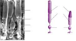 Tyčinky a čípky pigment rodopsin liší se citlivosti a rozmístěním na sítnici Tyčinky černobílé vidění citlivější početnější, č počty