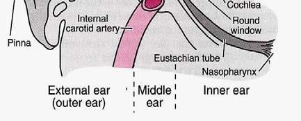 Vnější ucho: Boltec Zvukovod Bubínek sluchové kůstky svaly m.