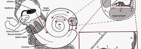 Vnitřní ucho cochlea (35 mm dlouhá),