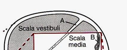 vláskové buňky Perilymfa scala vestibuli a