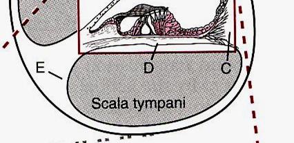 Endolymfa scala media ( K, nízká Na) stria