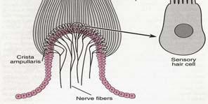 Pohyb endolymfy stereocilie ke kinocilii