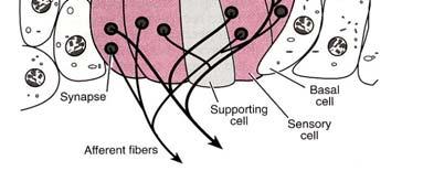 mechanorecepce