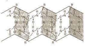 Obrázek č. 3: sekundární struktura polypeptidového řetězce struktura skládaného listu. Autor neznámý. http://projektalfa.ic.cz [cit. 28. 11.
