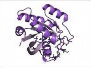 4: terciární struktura globulárního proteinu. Autor neznámý. http://www.ebi.ac.