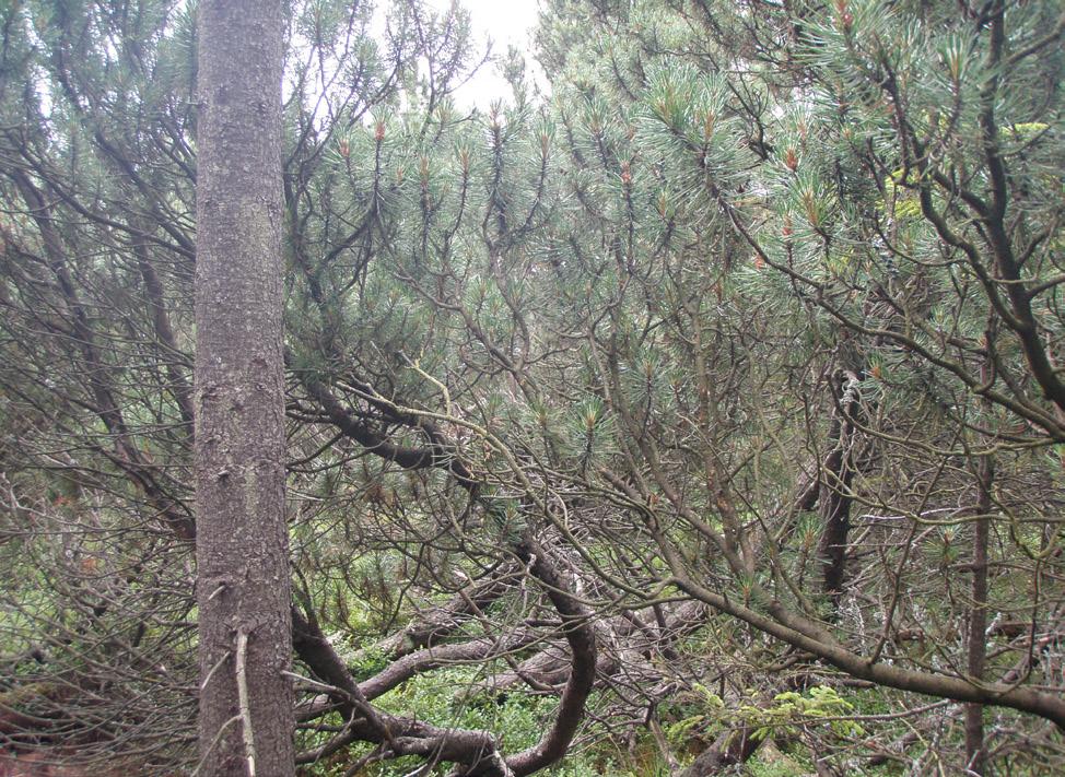 čovské taxony borovice blatky, případně jejich synonyma, jedná se o Pinus mugo (Pfeffer 1932, 1946, 1949, 1950, 1976a, 1976b, 1984, Balachowsky 1949, Nunberg 1981, Basset 1985, 1988, Battisti & Gallo