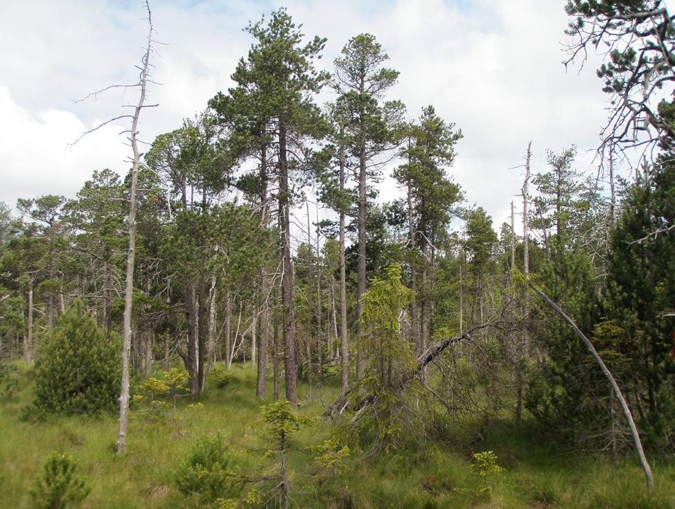 2015), Pinus uncinata (Pfeffer 1940, Carle 1975, Sanchez & Alonso 1986, Grégoire 1988, Dajoz 1990, Riba 1996, Fernández 1999, Dominik 2003, Davis et al.