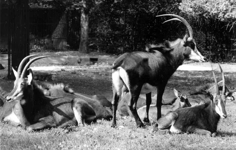 Tab. 1. Porody antilop vraných (Hippotragus niger) v Zoo Praha Table 1.