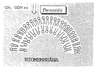 ( Kinetika LDL oxidace katalyzovaná Cu ionty in vivo): ( Absorbance měřená při 234 nm charakterizuje produkty lipidové peroxidace, tj. konjugované dieny.