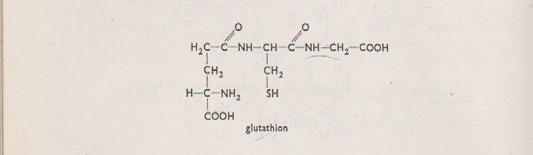 ( viz dále) Ox/Red formy glutathionu peptid glutathion se může snadno
