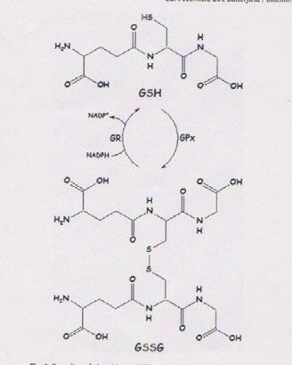 recyklisace redukovaného (GSH) a oxidovaného glutathionu ( GSSG) GR( glutathion reduktasa, GPx glutathion peroxidasa- odsraňuje H2O2 / H2O2 +2GSH GSSG + 2H 2O2 / jde tedy o antioxidační obrané enzymy.