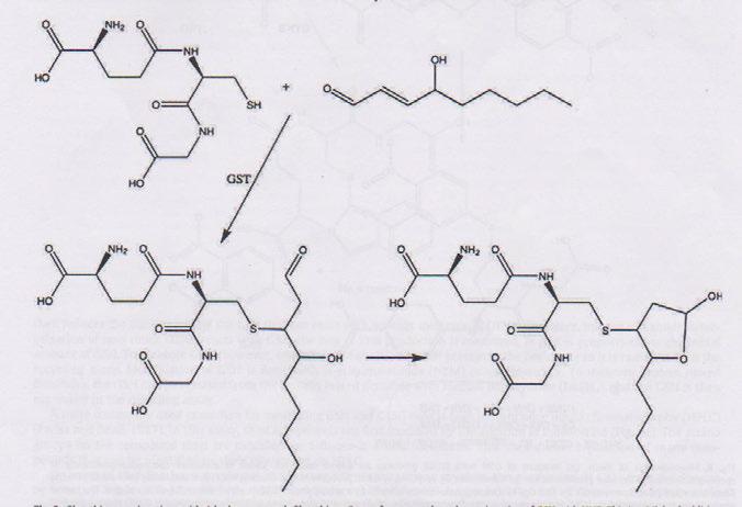 Konjugace glutathionu s 4- hydroxynonenalem. Glutathion- S- transferasa katalyzuje konjugaci s GSH s HNE ( konjugace probíhá pomalu i neezymaticky).