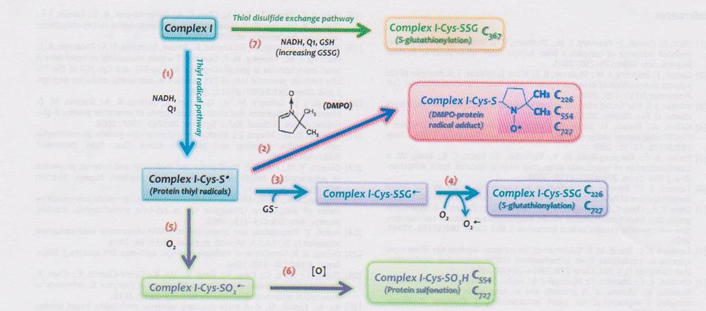 může být dále oxidován na sulfinovou kyselinu, protein -SO2H a sulfonovou kyselinu, protein- SO3 H. Obě kyseliny jeví ireverbisibilní modifikaci, tj nejde je redukovat zpět.