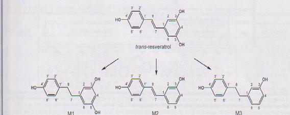 I izomerní formy resveratrolu: a-trans resveratrol, b-cis resveratrol Střevní bakterie tedy snadno mění trans -resveratrol do jeho metabolitů.