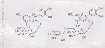 nebo 3 - (3- hydroxyfenyl) propionovou kys. které jsou vstřebávány do cirkulačního systémui a vylučovány stolicí.