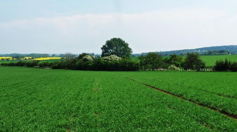 Kobylí hlava Obr. č. 41: Zarostlá příjezdová cesta k VKP směrem od Ohrozimi, Jiří Havela (31.