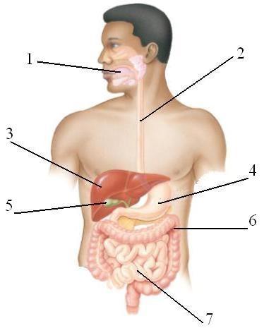 příloha č. 5 Manuál k učebnímu portfoliu Polkneme a co dál? Pracovní list 1.