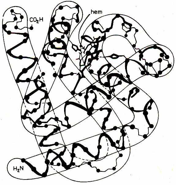 Vazba v biopolymerech Obr.