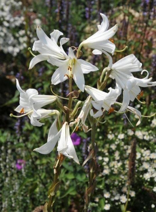 odrůdách lilie bělostná (Lilium candidum)