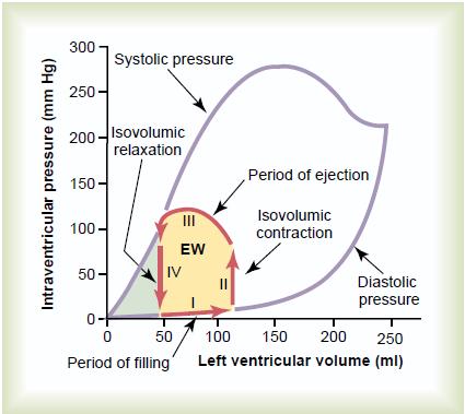 Srdeční cyklus (revoluce) Fáze srdečního cyklu: PV diagram