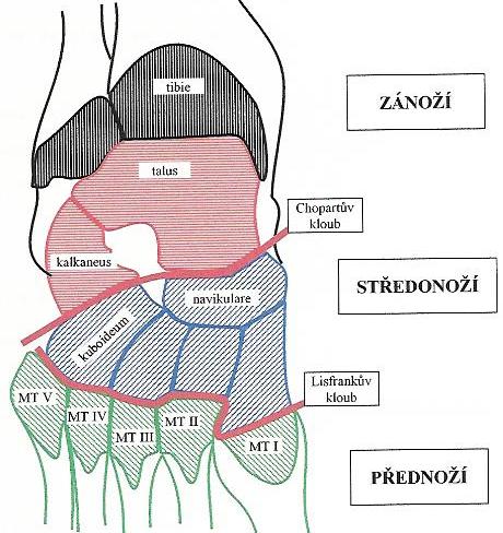 2.5 Funkční anatomie nohy Noha, mistrovský kousek techniky a umění (Leonardo da Vinci), která nemůže ukázat strnulé tělo při celkovém pozorování stereotypu držení těla (Daněk, 1989).