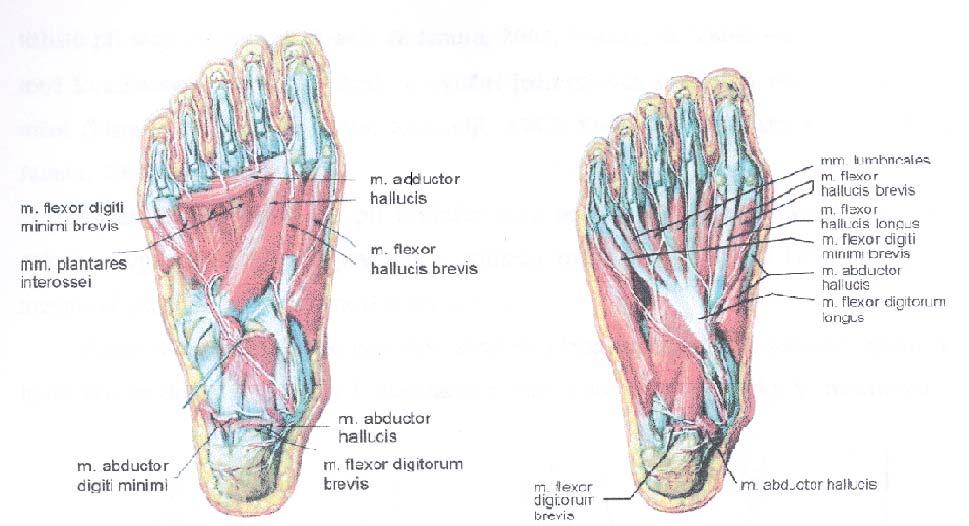 Druhá vrstva obsahuje dva krátké svaly m. quadratus plantae a mm. lumbricales (Obrázek 4). V této vrstvě dochází ke křížení šlach m. flexor digitorum longus a m.