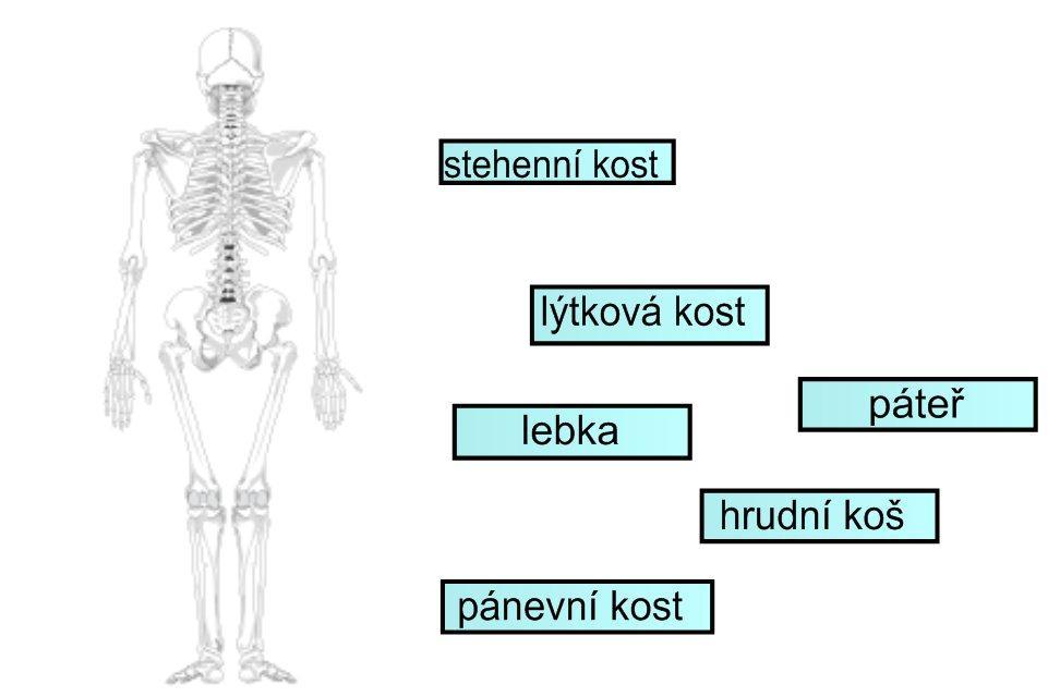 Nalezněte na Internetu obrázky kostry (skeleton) (viz http://www.clker.