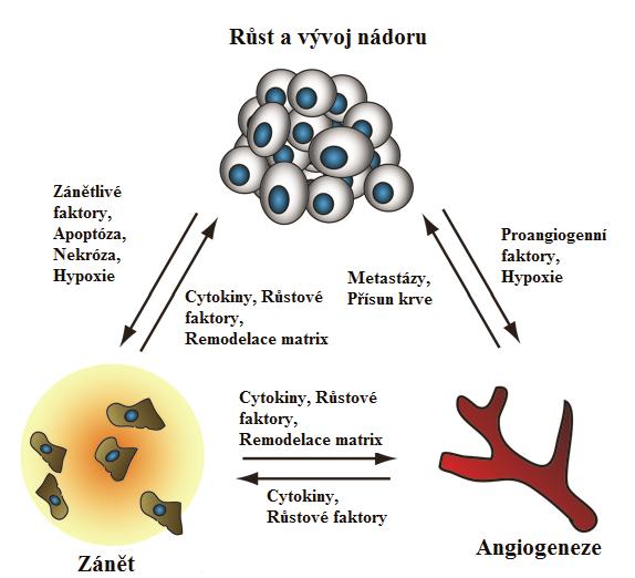angiogeneze spojené se zánětlivými onemocněními) je zodpovědných hned několik molekul, mimo jiné i PGE 2 