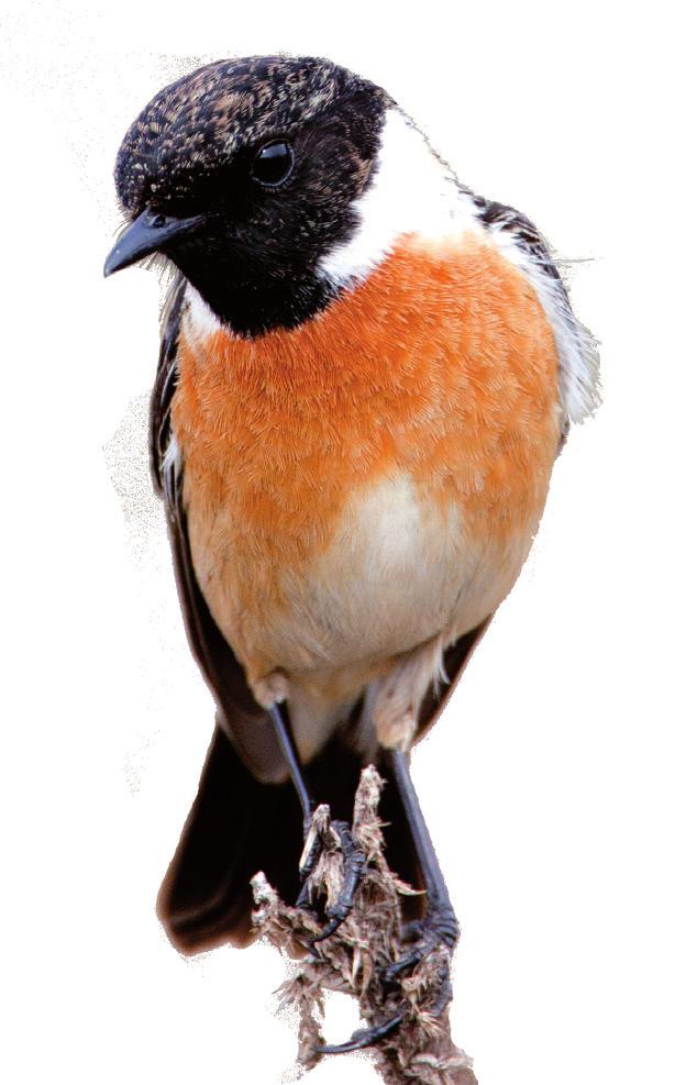 poznávání běžných druhů ptáků ukázka odchytu, určování a kroužkování