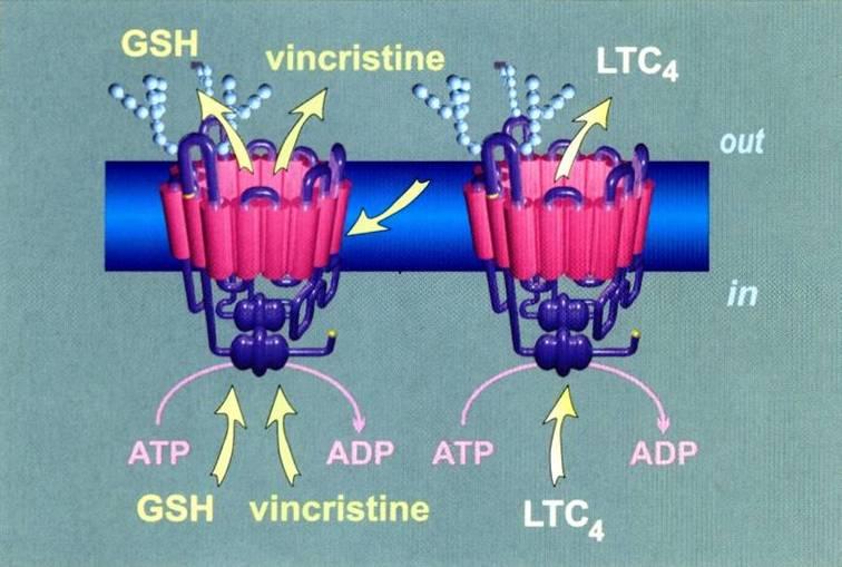 ABC TRANSPORTÉRY: MULTIDRUG RESISTANCE (MDR) SYSTEM