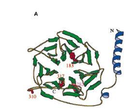TTG1 The protein is mapped to the transparent testa glabra1 locus.