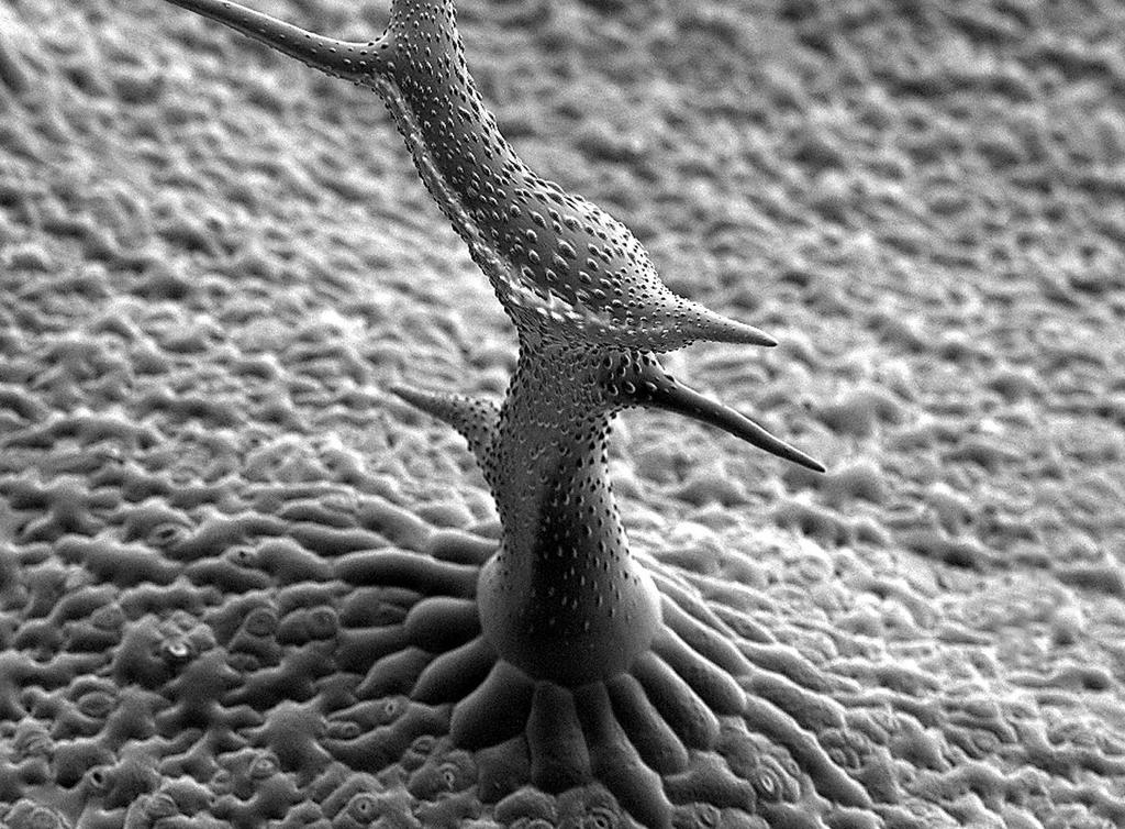 Trichome