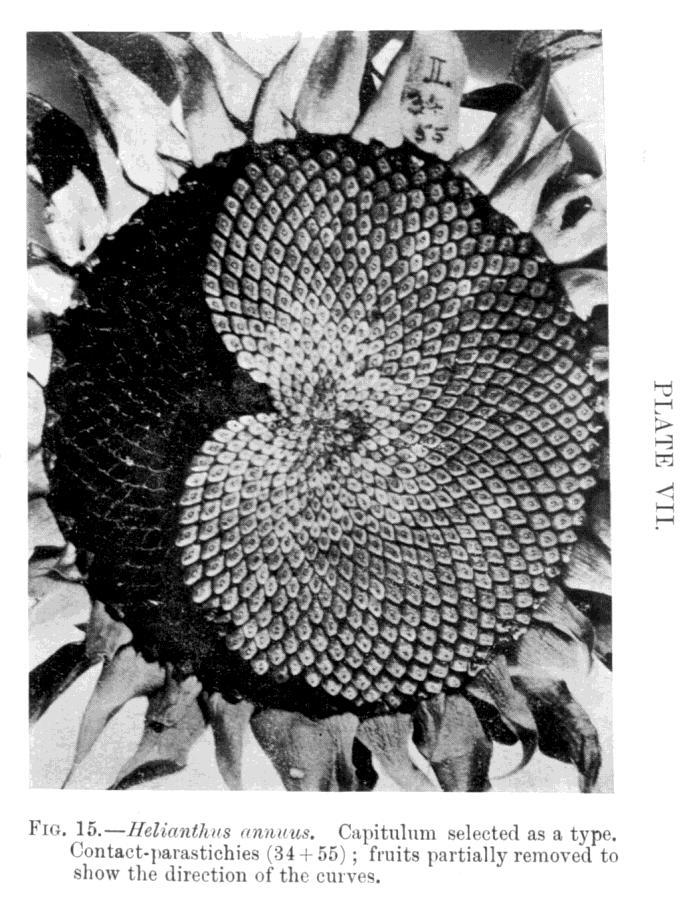 Fylotaxe a