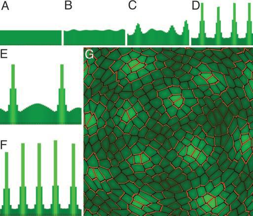 Taller bars (brighter green) indicate higher IAA concentration. Simulation steps 30, 60, 70, and 80 are shown.