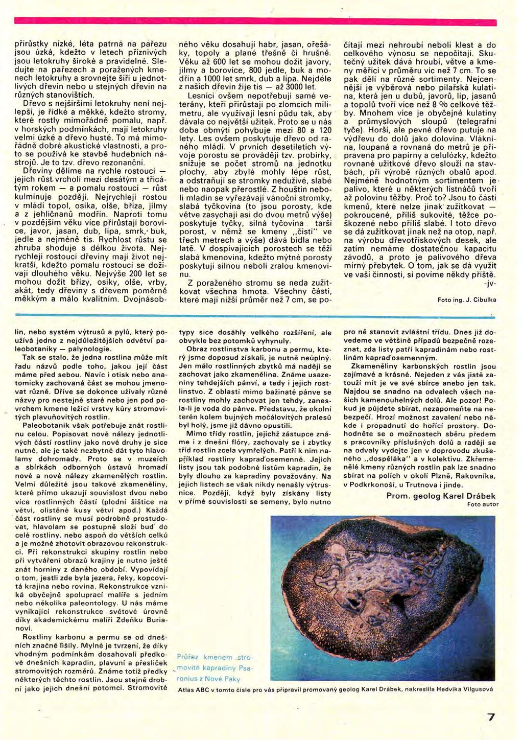 přirůstky nizké, léta patrná na pářezu jsou úzká, kdežto v letech přiznivých jsou letokruhy široké a pravidelné.