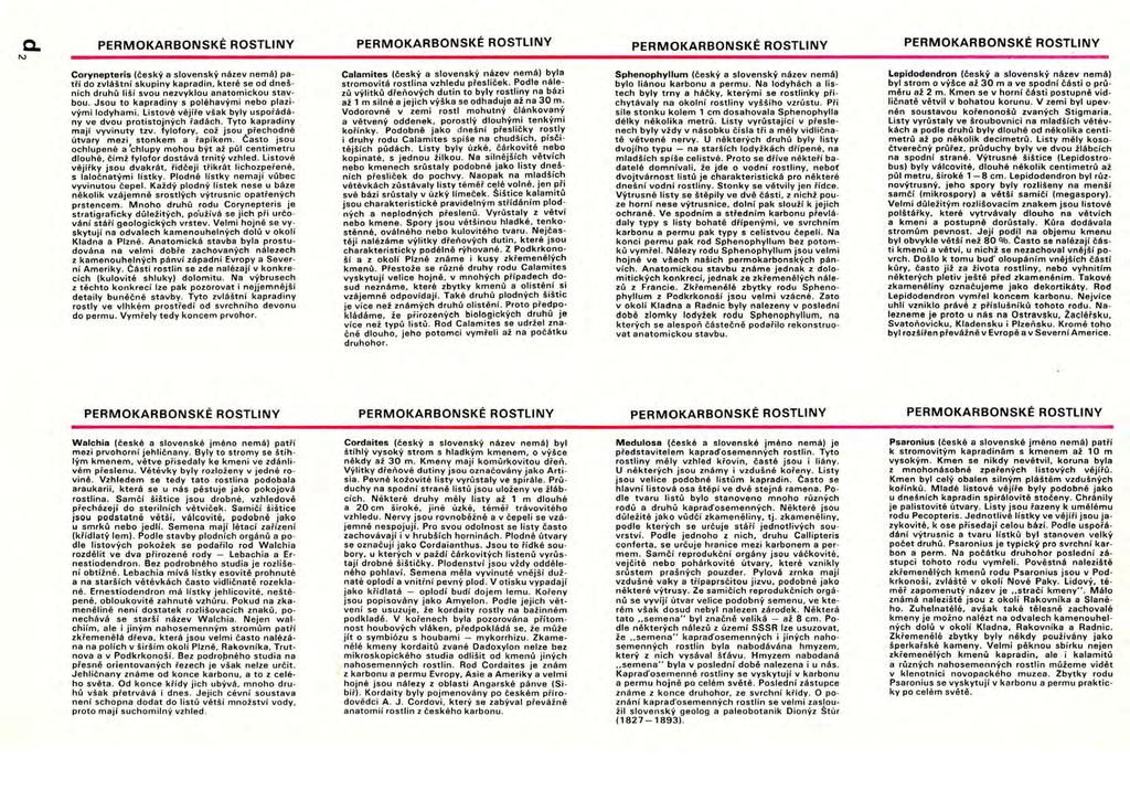 c. '" PERMOKARBONSKÉ ROSTLINY Corynepteris (český a slovenský název nemá) patří do zvláštní skupiny kapradin, které se od dnešních druhů liší svou nezvyklou anatomickou stavbou.