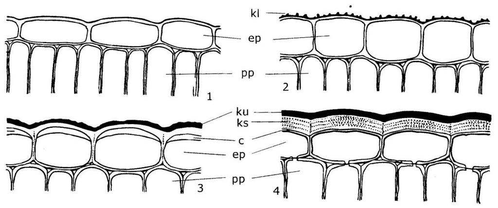 Obr. 3: Typy pokožky listů: 1 - Pokožka bez kutikuly, 2 - Pokožka s lištničkami kutinu, 3 - Pokožka s kutikulou a celulózní vrstvou, 4 - Kutinizovaná pokožka; kl kutinové lištničky, ep epidermis, pp