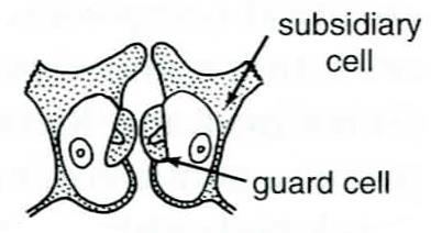 Obr. 3: Příčný řez průduchem klívie (Clivia nobilis): 1. Svěrací buňky, 2. Sousední buňky, 3. Velká dutina, 4. Průduchová štěrbina, 5. Horní lišty, 6. Dolní lišty, 7. Přední dvůrek, 8.
