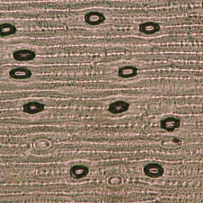 Typ průduchu z hlediska okolních epidermálních buněk: anomocytický Typ listu z hlediska přítomnosti průduchů: hypostomatický 0,1 mm 0,1 mm Adaxiální strana listu Abaxiální strana listu Obr.